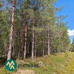 Varttunutta mäntyvaltaista metsää Saarilahden määräalalla Ikaalisten Vatsiaisissa
