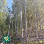 Valoisaa varttunutta sekametsää Saarilahden metsäalueella Ikaalisissa