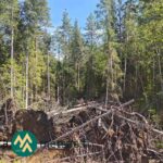 Kuusi- ja koivuvaltaista kasvatusmetsää Saarilahden määräalalla Ikaalisissa