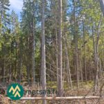 Metsäkuvio, jossa näkyy eri-ikäistä puustoa ja maalahopuuta Ikaalisten Vatsiaisissa