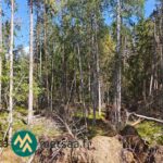 Varttunutta mänty-, kuusi- ja koivupuustoa Saarilahden metsäalueella Ikaalisissa