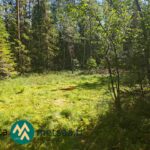 Monipuolista sekametsää ja eri-ikäistä puustoa Saarilahden määräalalla