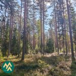 Mäntyvaltaista metsää Ukkosmetsän metsätilalla Vatulassa