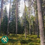 Varttunutta mäntymetsää Ukkosmetsän tilalla Ikaalisissa