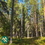 Varttunutta mäntymetsää Ukkosmetsän tilalla Ikaalisissa