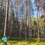 Mäntyvaltaista metsää Ukkosmetsän metsätilalla Vatulassa