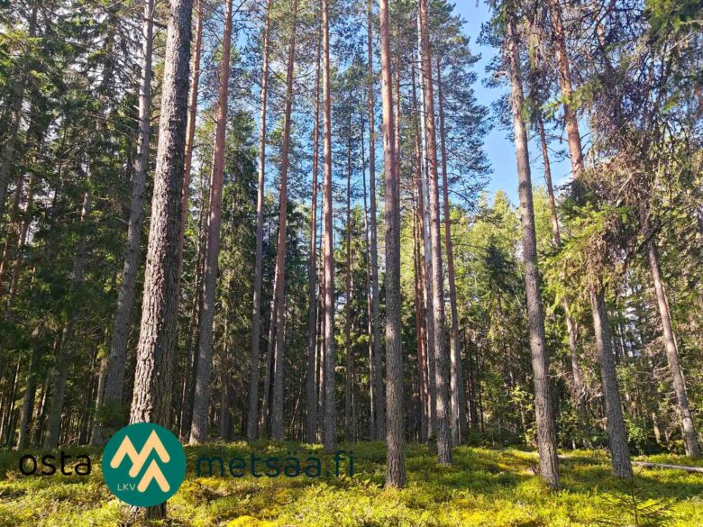 Mäntyvaltaista metsää Ukkosmetsän metsätilalla Vatulassa