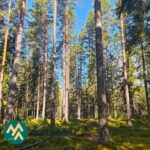 Mäntyvaltaista metsää Ukkosmetsän metsätilalla Vatulassa