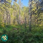 Kuusi- ja lehtipuuvaltaista metsää Ukkosmetsän tilalla