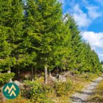 Metsätie ja kuusivaltaista metsää Ukkosmetsän tilalla Ikaalisissa