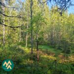 Kuusi- ja lehtipuuvaltaista metsää Ukkosmetsän tilalla