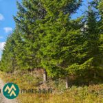 Kuusivaltaista kasvatusmetsää Ukkosmetsän metsätilalla