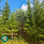 Kuusivaltaista kasvatusmetsää Ukkosmetsän metsätilalla