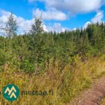 Nuorta taimikkoa Ukkosmetsän metsätilalla Ikaalisten Vatulassa