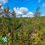 Nuorta taimikkoa Ukkosmetsän metsätilalla Ikaalisten Vatulassa