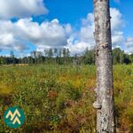 Nuorta taimikkoa Ukkosmetsän metsätilalla Ikaalisten Vatulassa
