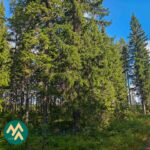 Nuorta taimikkoa Ukkosmetsän metsätilalla Ikaalisten Vatulassa