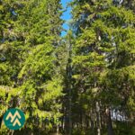 Nuorta taimikkoa Ukkosmetsän metsätilalla Ikaalisten Vatulassa