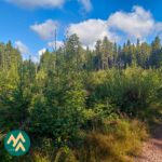 Metsätie ja nuorta metsää Ukkosmetsän metsätilalla