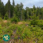 Tampereen Sorilassa myytävän Alyssa-Hilja-metsätilan luontaisesti uudistunutta kuusentaimikkoa ja sekametsää