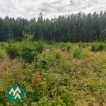 Nuorta kuusentaimikkoa ja lehtipuustoa Alyssa-Hilja-metsätilalla Tampereen Sorilassa