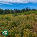 Luontaisesti syntynyttä kuusentaimikkoa Alyssa-Hilja-metsätilan metsäaukealla Tampereella