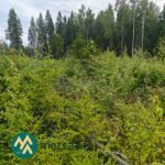 Kuusen ja koivun taimikkoa Alyssa-Hilja-metsätilalla Tampereen Sorilassa