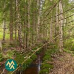 Alyssa-Hilja-metsätilan keskellä virtaava luonnontilainen puro kuusi- ja koivumetsän keskellä
