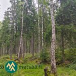 Varttunutta kuusi- ja koivuvaltaista kasvatusmetsää Alyssa-Hilja-metsätilalla Tampereella