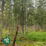 Kuusivaltaista kasvatusmetsää ja vehreää metsämaastoa Alyssa-Hilja-metsätilalla Sorilassa