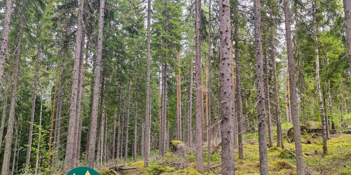 Varttunutta havupuuvaltaista kasvatusmetsää Alyssa-Hilja-metsätilan kallioisessa maastossa