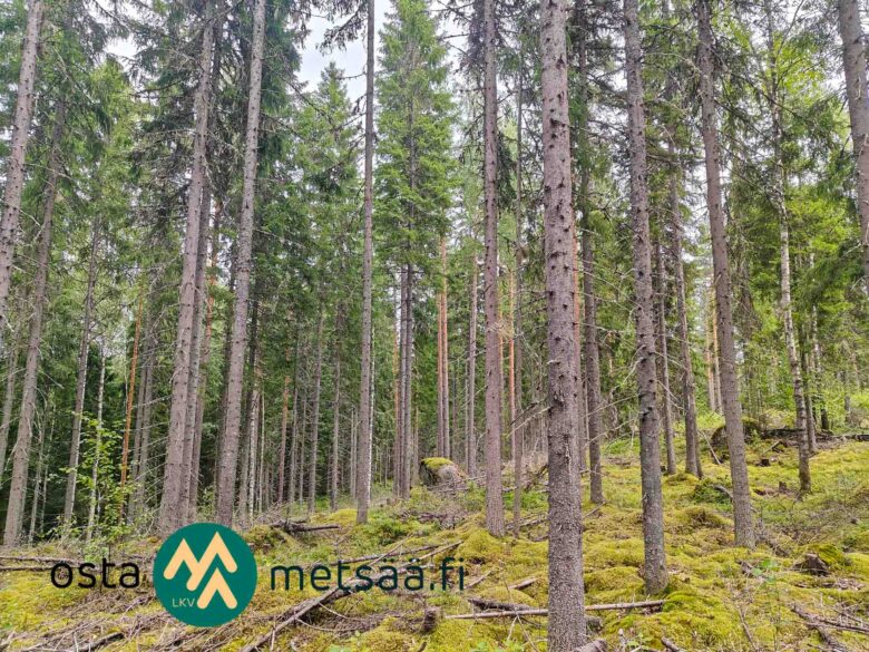 Varttunutta havupuuvaltaista kasvatusmetsää Alyssa-Hilja-metsätilan kallioisessa maastossa