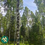Koivuvaltaista varttunutta metsää myytävällä metsätilalla Ilomantsin Sianvaarassa
