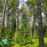 Koivuvaltaista varttunutta metsää myytävällä metsätilalla Ilomantsin Sianvaarassa