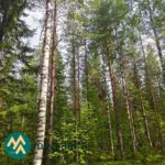 Koivikkoa Sianvaarantien varrella myytävällä metsätilakokonaisuudella