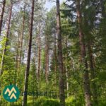 Kuusi- ja koivuvaltaista sekametsää Ilomantsin Sianvaarassa