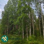 Kuusi- ja koivuvaltaista sekametsää Ilomantsin Sianvaarassa