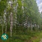 Koivuvaltaista varttunutta metsää myytävällä metsätilalla Ilomantsin Sianvaarassa