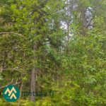 Koivuvaltaista varttunutta metsää myytävällä metsätilalla Ilomantsin Sianvaarassa