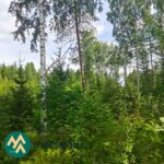 Hyväkasvuista kuusentaimikkoa myytävällä metsätilalla Ilomantsissa