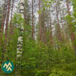 Mäntyvaltaista kasvatusmetsää myytävällä metsätilalla Ilomantsissa