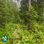 Kuusi- ja lehtipuuvaltaista metsää Ilomantsin Sianvaarassa