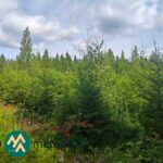 Nuorta kuusikkoa metsätilakokonaisuudella Ilomantsin Kuuksenvaarassa