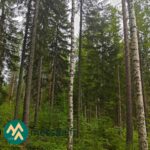Kuusi- ja lehtipuuvaltaista metsää Ilomantsin Sianvaarassa