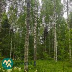 Kuusi- ja lehtipuuvaltaista metsää Ilomantsin Sianvaarassa