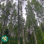 Varttunutta kuusi-, mänty- ja koivumetsää Ilomantsin Sianvaarassa