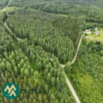 Ilmakuva koivuvaltaisesta metsästä ja metsätiestä Ilomantsin Sianvaarassa