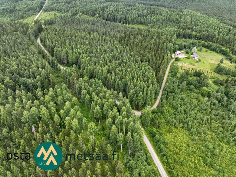 Ilmakuva koivuvaltaisesta metsästä ja metsätiestä Ilomantsin Sianvaarassa