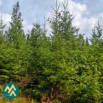 Nuorta kuusikkoa metsätilakokonaisuudella Ilomantsin Kuuksenvaarassa