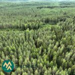 Ilmakuva koivuvaltaisesta metsästä ja metsätiestä Ilomantsin Sianvaarassa